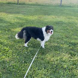 Kitana - Tri-color female Border Collie puppy in Grover Hill, Ohio from Heritage Border Collies