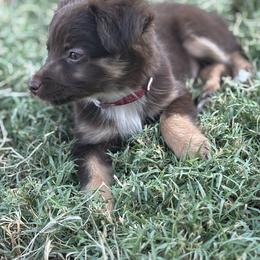 Toy Australian Shepherd Puppies from Carlsbad Toy Aussies