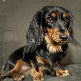Penny - Dachshund