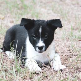 Annie - Black female Border Collie puppy in Dallas, Texas from Effervescent Border Collies