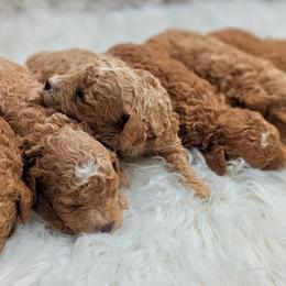 Girl 4 - Apricot female Poodle puppy in Salt Lake City, Utah from Utah Cocker Spaniels
