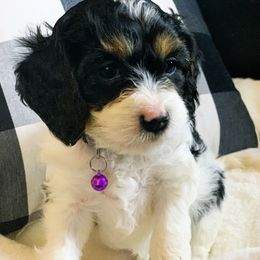 Bella - Cavapoo puppy from Precious Puppies