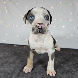 Lacey NALC - Blue merle female Catahoula Leopard Dog puppy in Doerun, Georgia from Twig & Tail Puppies