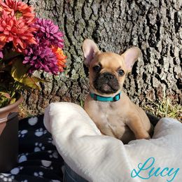 Lucy - French Bulldog