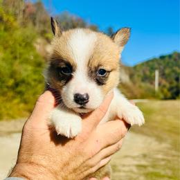 Alfred - Red male Pembroke Welsh Corgi puppy in Manchester, Kentucky from Riverside Corgis