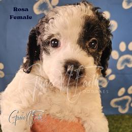 Rosa - Parti female Goldendoodle puppy in Peyton, Colorado from Grace N Faith Doodles
