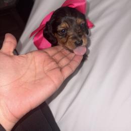 Penelope - Black and tan female Dachshund puppy in Clarksville, Virginia from K&C Miniature Dachshunds