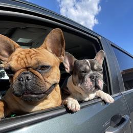 French Bulldogs from For The Love Of Frenchies