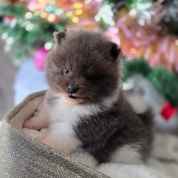 Blue parti male - Blue parti male Pomeranian puppy in Brighton, Colorado from POMS OF CBBK