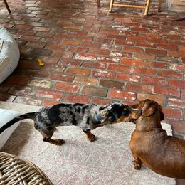 Dachshund Puppies from House of Slinkys