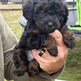 Border Collie and Poodle Puppies from Ross Vegas Kennels