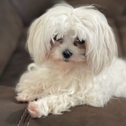 Maltese from Peacekeeper Kennels