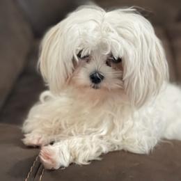 Maltese from Peacekeeper Kennels