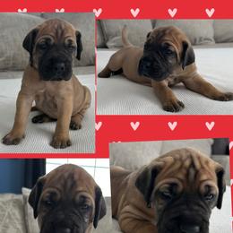 Hummus - Fawn female Great Dane puppy in Wellsville, New York from Prophecy Danes
