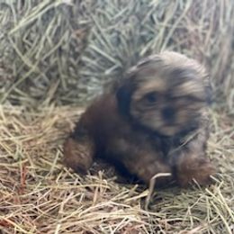 Shih Tzus from Little Lion Kennels