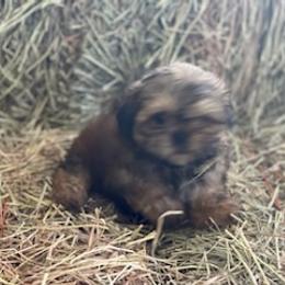 Shih Tzus from Little Lion Kennels