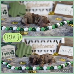 Charm - Dapple female Dachshund puppy in Indianapolis, Indiana from Homegrown Hoosier Kennels