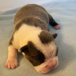 Finn - Blue male Boston Terrier puppy in Imperial, Missouri from Boston Kup Breeders
