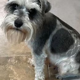 Miniature Schnauzers from Ave-Mazing Bayou Babies