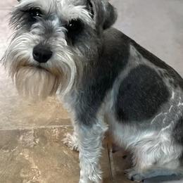 Miniature Schnauzers from Ave-Mazing Bayou Babies