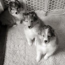 Shetland Sheepdog Puppies from Royal Tea Shelties