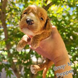 Gray Collar - Red male Cockapoo puppy in Paducah, Kentucky from Cockapoos -N- Poodles of Western Kentucky