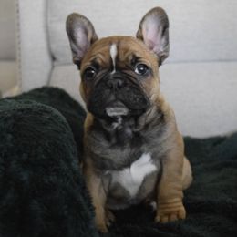 French Bulldog Puppies from Poppy’s Frenchies
