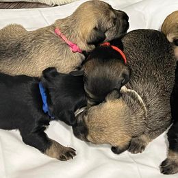 Miniature Schnauzer Puppies from S & S Miniature Schnauzer