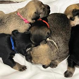 Miniature Schnauzer Puppies from S & S Miniature Schnauzer