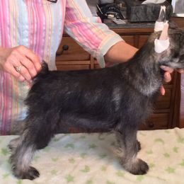Standard Schnauzer Puppies from Stahlkrieger Standard Schnauzers