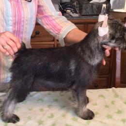 Standard Schnauzer Puppies from Stahlkrieger Standard Schnauzers