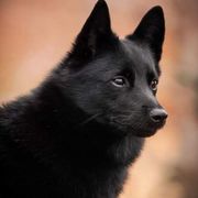 Schipperkes from Seaimpini Schipperkes