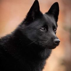 Schipperkes from Seaimpini Schipperkes
