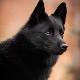 Schipperkes from Seaimpini Schipperkes
