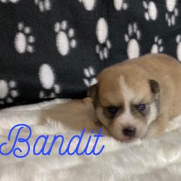 Bandit - Wolf sable male Pomsky puppy in Battle Creek, Michigan from T-Rose’s Bernedoodle & Pomsky Puppies