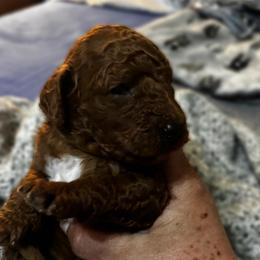 Purple Collar female - Red  female Goldendoodle puppy in Eunice, Louisiana from Maison De Pawz