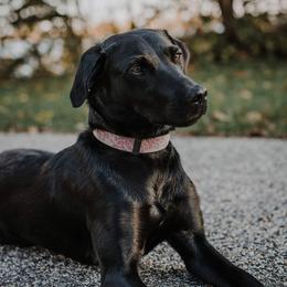 Labrador Retrievers from K4 Kennels- British Labs