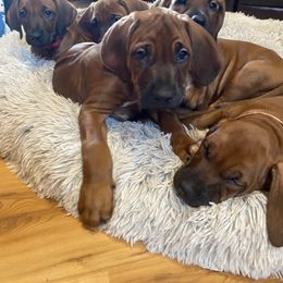 Rhodesian Ridgeback Puppies from Mountain Lion Ridgebacks