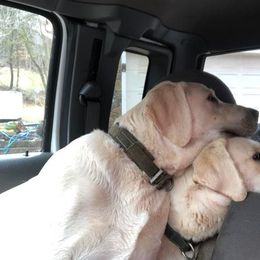 Labrador Retrievers from Cherry Mountain Labradors