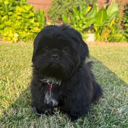 Ollie - Black and white male Shih Tzu puppy in Lakewood, California from GariTzu Kingdom