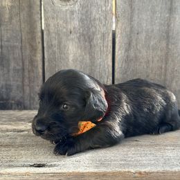 Orange - Brindle male Dachshund puppy in South Willard, Utah from Doxies in the Sun