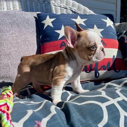 Brazil - Fawn and white female French Bulldog puppy in Hillsboro, Ohio from Pennington Family Frenchies