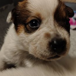 Brienne - Red speckled female Australian Cattle Dog puppy in Rogue River, Oregon from FullMoon Cattle Dogs