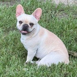 Margaux - French Bulldog