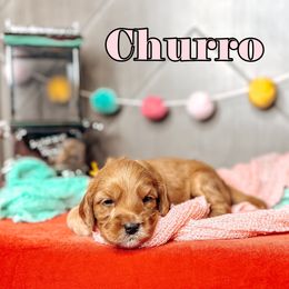 Churro - Red female Australian Labradoodle puppy in Decatur, Alabama from Southern Meadows Doodles