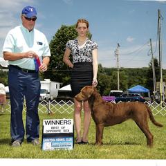 Chesapeake Bay Retrievers from GemiLamb Gun Dogs