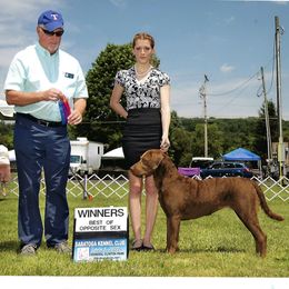 Chesapeake Bay Retrievers from GemiLamb Gun Dogs
