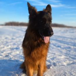 Axel - German Shepherd