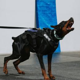 Doberman Pinscher puppies from Von Lila Dobermans