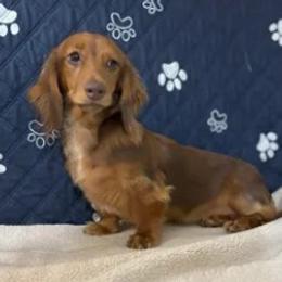 Bourban - Red male Dachshund puppy in Pearland, Texas from Texas Dachshund Dreams